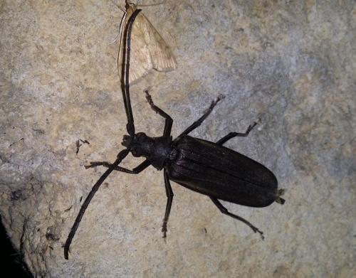 Réf. 251 079 : Aegosoma scabricorne